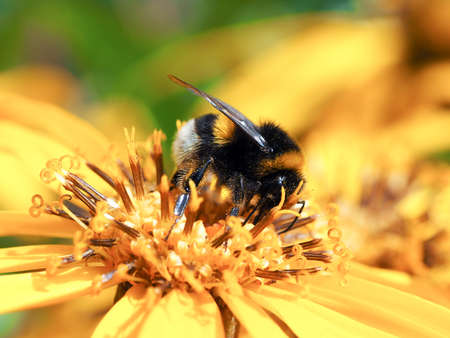 Bumblebee pollinates yellow flowers in a meadow in summerの写真素材