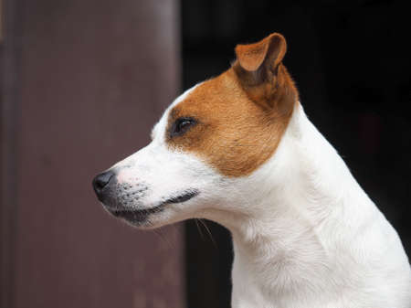 Emotional look of a dog. Portrait of a Jack Russell dogの写真素材