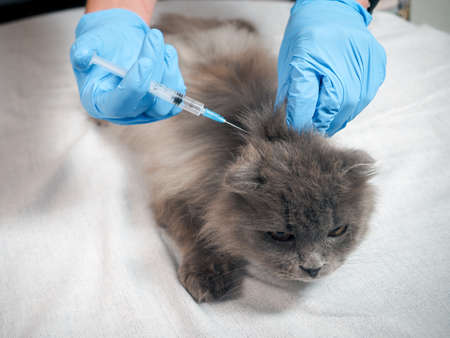 The veterinarian makes an injection to a catの写真素材