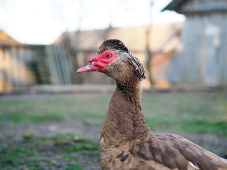 Portrait of a beautiful musk duck on a farmの写真素材