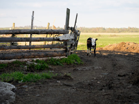 A young calf returns to the farm from pasture