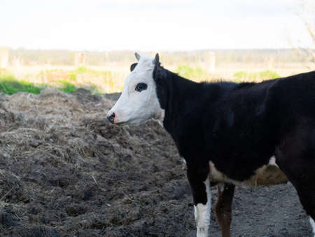 Calf in the pasture. Portrait of an agricultural animalの写真素材