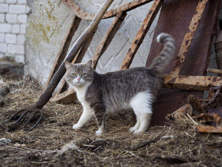 Village cat near the old garden equipmentの写真素材