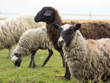 Sheep in the pasture. Keeping and breeding sheepの写真素材