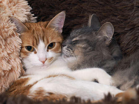 Love and tenderness of catsの写真素材