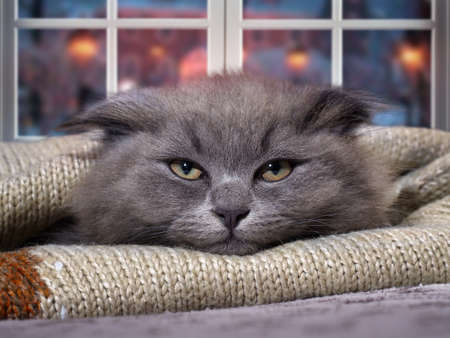 The cat hides from the cold under a blanketの写真素材