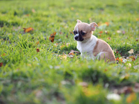 A Chihuahua puppy watches a butterflyの写真素材