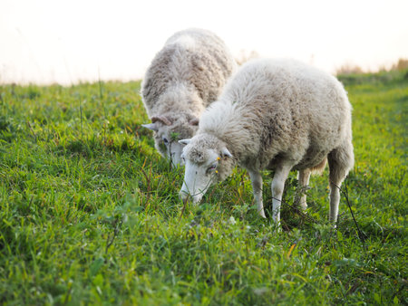 Sheep graze in the pasture