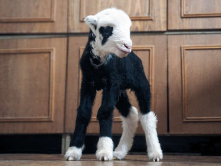 Unique lamb - a hybrid of sheep and goat bred in Russiaの写真素材