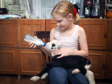Farmers daughter feeds newborn lamb from a bottleの写真素材