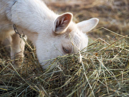 The young goat is eating the delicious hayの写真素材