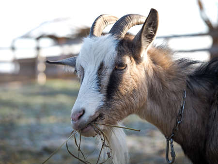 Portrait of a goat chewing hayの写真素材