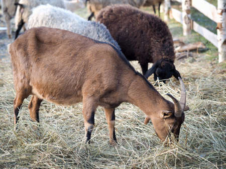 Goats and sheep eat hay on the farmの写真素材
