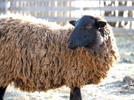 Portrait of a sheep on a farmの写真素材