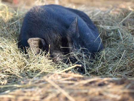 A big pig sleeps in the hayの写真素材