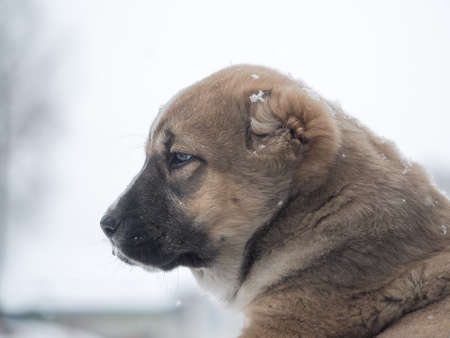 The puppy in the falling snowの写真素材
