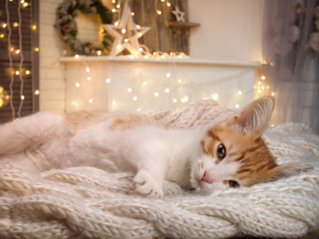 Cute kitten on a blanket in a Christmas interiorの写真素材