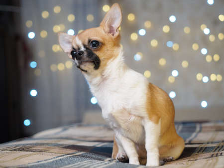 Emotional portrait of a Chihuahua dogの写真素材