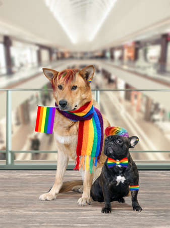Dogs with accessories and the LGBT flag of different breeds as a concept of human rightsの写真素材