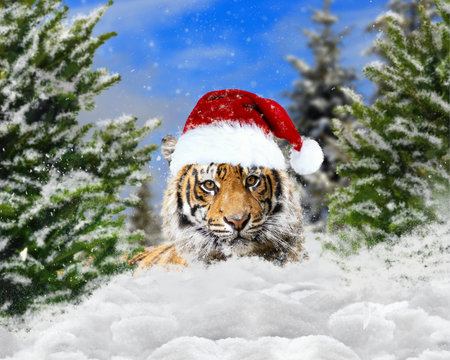 A tiger in a New Years hat. Symbol of the year, holiday greetingの写真素材
