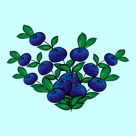 Blue berry Bush blueberries natural vector backgroundのイラスト素材