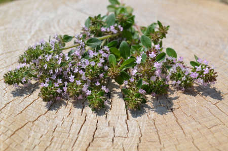 Fresh thyme herb on a stump. Bouquet of thymeの写真素材