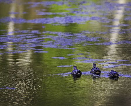 Into the Sunsetの写真素材