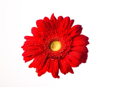 Red gerbera daisy covered in droplets shot straight on with a white background.の写真素材