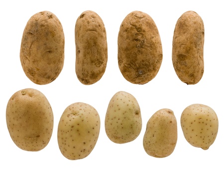 Various potatoes of varying shape and size are arranged into rows.の写真素材