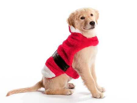 A young Golden Retriever wearing a Santa costumeの写真素材