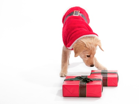 A puppy with presents and santa costumeの写真素材