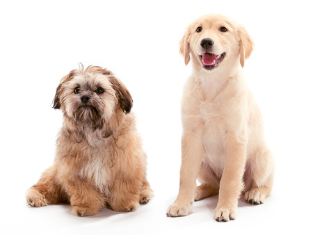 A Shitzu Poodle mix waiting with a Golden Retrieverの写真素材
