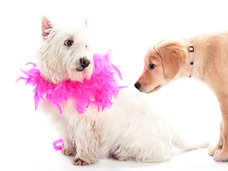 A puppy showning interest in another dog