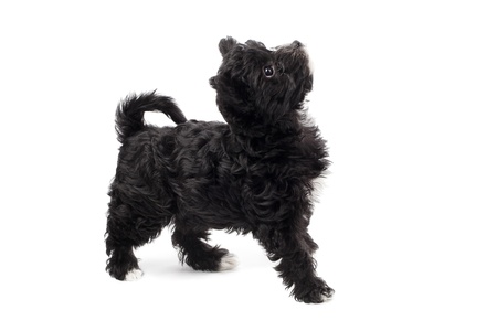 Playful black puppy on a white backgroundの写真素材