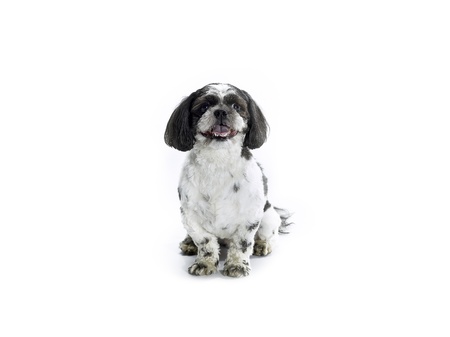 A sitting Shih Poo isolated on a white background の写真素材