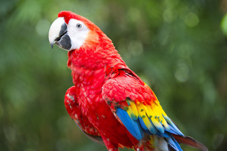 Hybrid Macaw in a blurred background