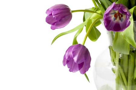 Close up image of violet tulips on white backgroundの写真素材