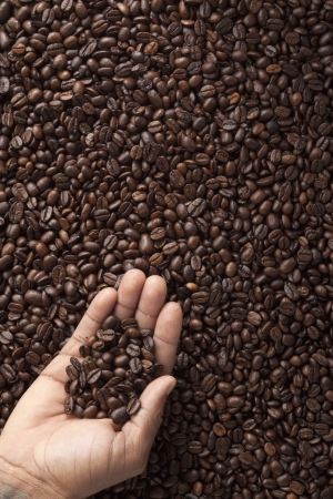 Roasted coffee beans being held in handsの写真素材
