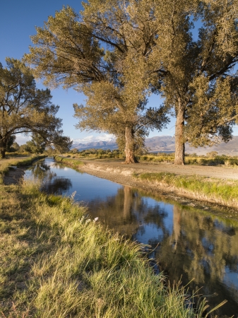 An image of a bristle cone pine trees at the riverの写真素材