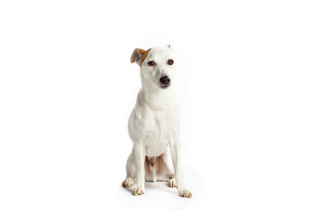 A cute Jack Russell Terrier with a brown patch over one earの写真素材