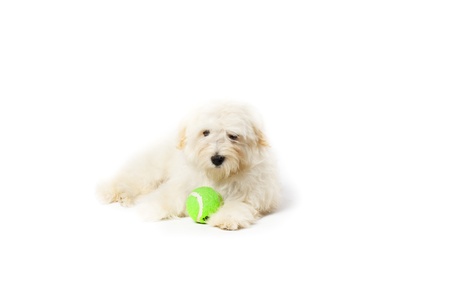 A white Havanese puppy with a tennis ballの写真素材