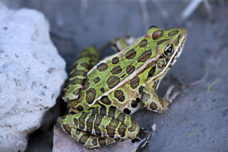 Green leopard frog sitting on the ground