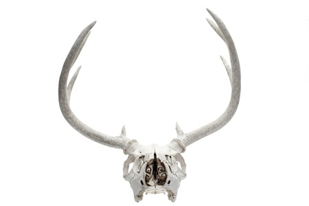 An image of a deerの写真素材