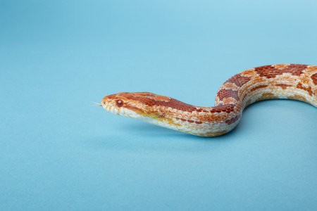 Orange corn snake crawling in a blue surfaceの写真素材