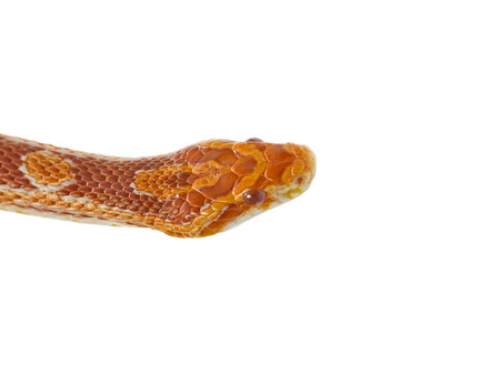 Close-up shot of dangerous corn snake isolated on white background
