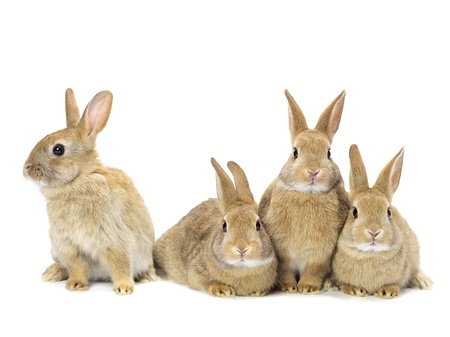 Group of rabbits in brown colors in a close-up imageの写真素材