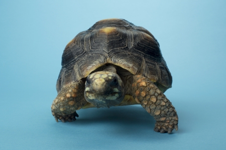 Close-up image of a tardy tortoise against the blue backgroundの写真素材