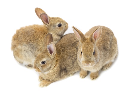 Portrait of three brown Rabbitの写真素材