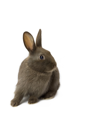Cute velvet brown bunny looking away while sitting on white background.の写真素材