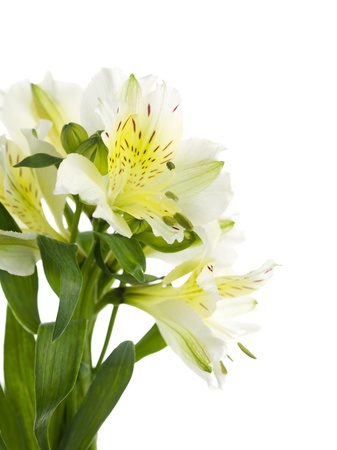 Yellow stargazer lily on a white backgroundの写真素材